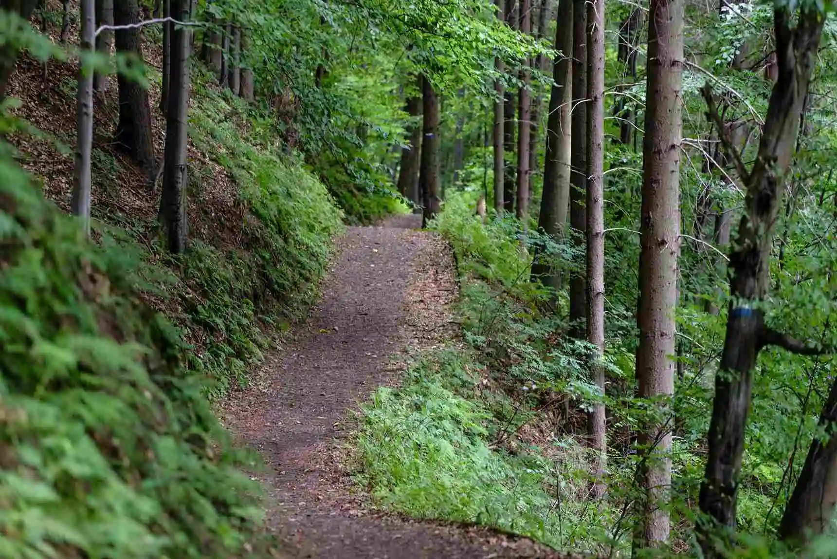 9 Earth Day Volunteer Ideas for April